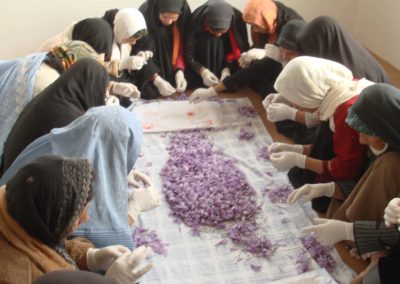 Eine Gruppe von Frauen kniet um eine Decke, auf welcher Safranblüten liegen.
