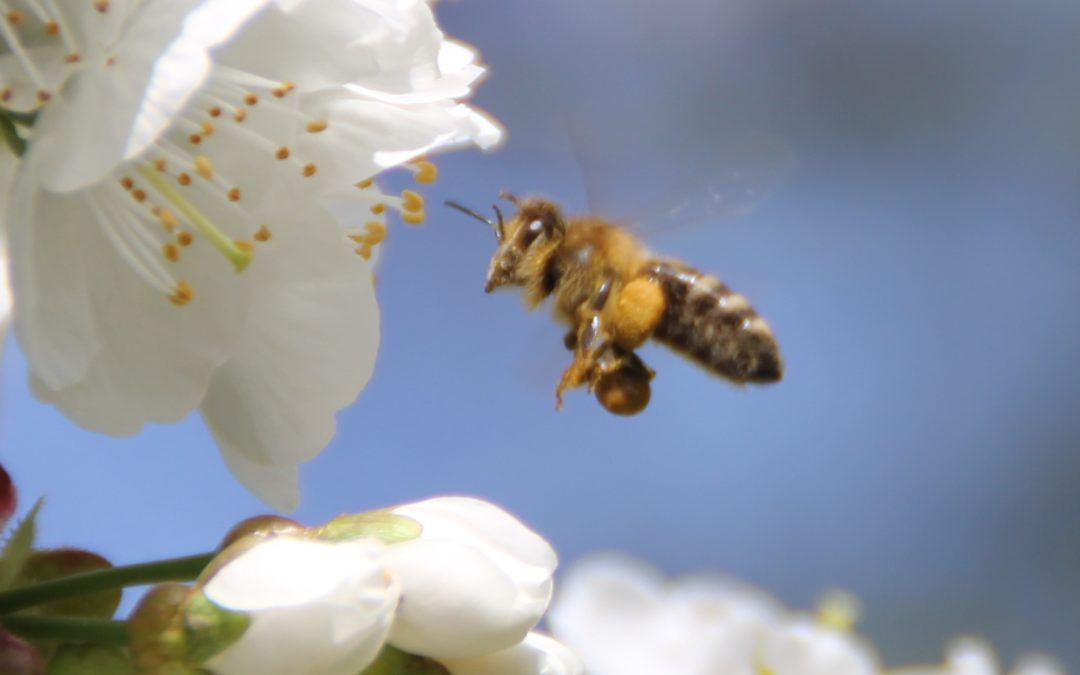 Eine Biene fliegt eine weiße Blüte an