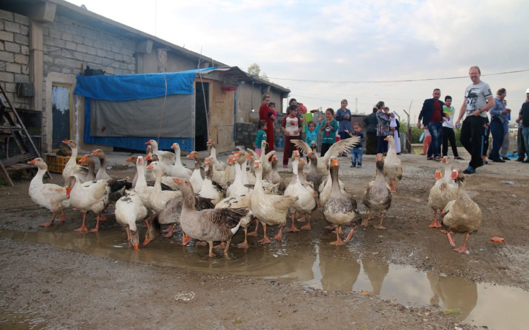 Eine Herde von Gänsen, im Hintergrund stehen einige Menschen verteilt.