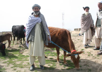 Ein Mann mit Turban steht mit einer Kuh zentral im Vordergrund. Links stehen weitere vereinzelte Kühe, rechts einige Männer.