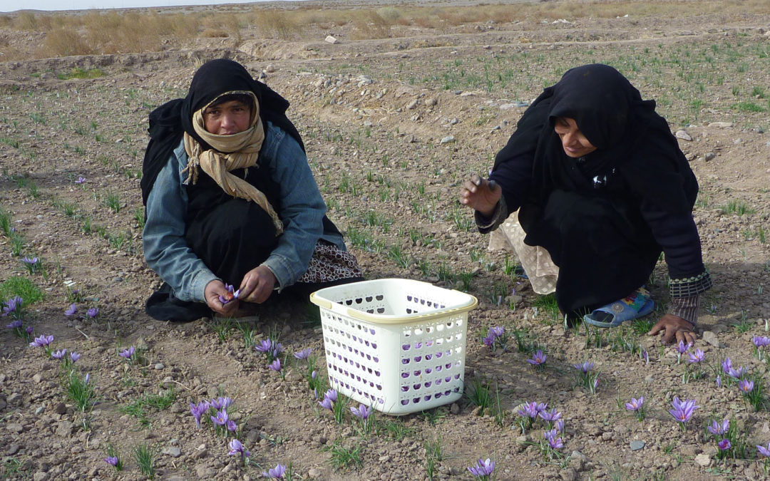Zwei Frauen in Afghanistan ernten Safran-Blüten.
