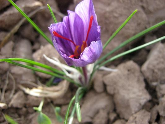 Eine lilane Safranblüte